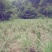野生石菖蒲种苗，易成活