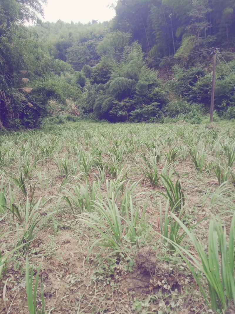 野生石菖蒲种苗，易成活