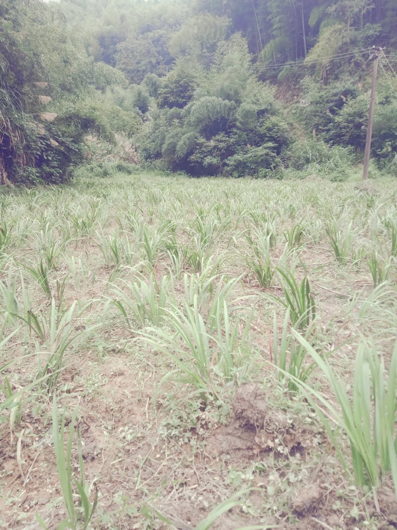 野生石菖蒲种苗，易成活