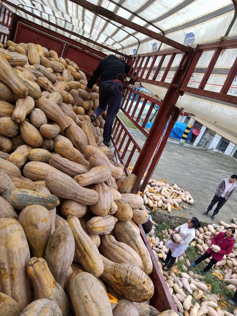 【来电咨询】青南瓜加工厂南瓜量大价格低