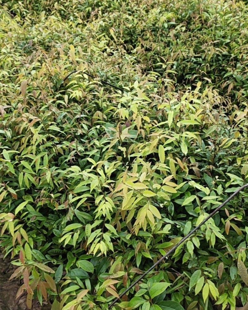红椎，红椎小苗，红椎袋苗，红椎树苗红椎直批基地
