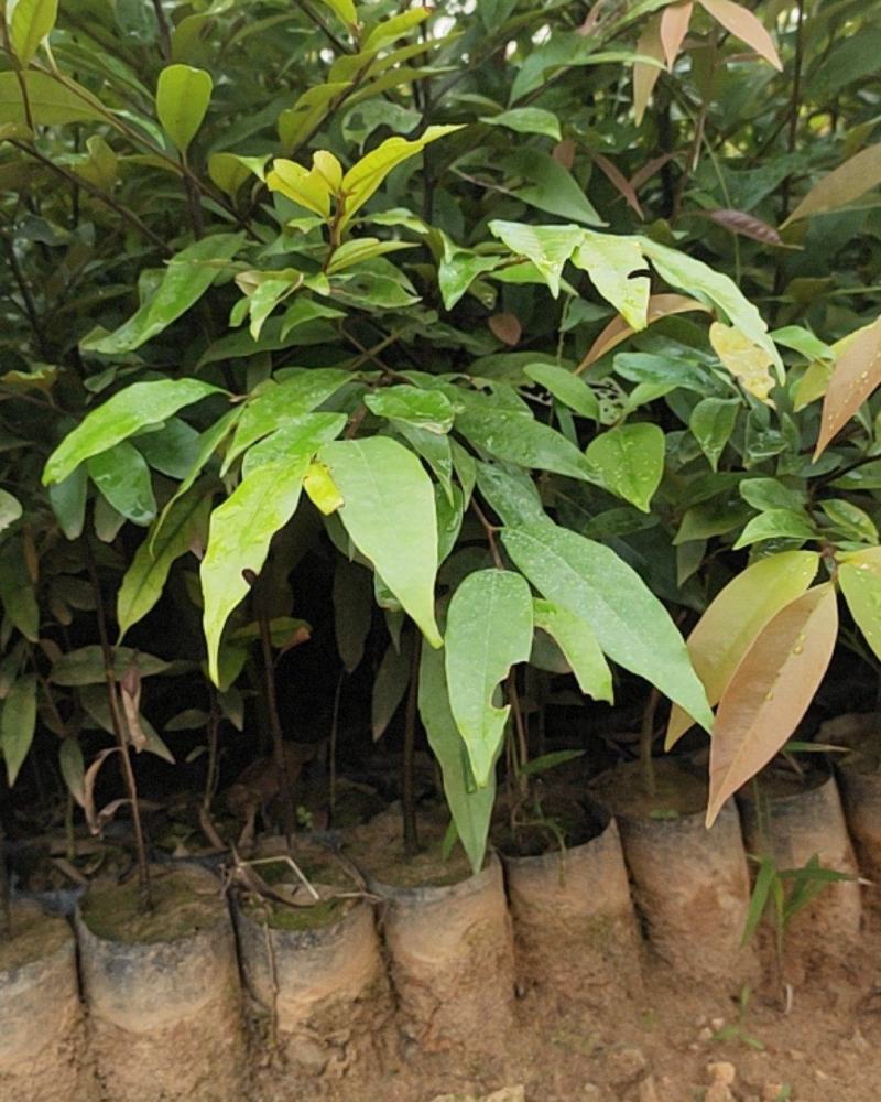 红椎，红椎小苗，红椎袋苗，红椎树苗红椎直批基地