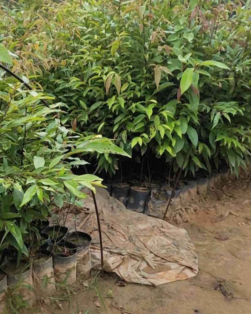红椎，红椎小苗，红椎袋苗，红椎树苗红椎直批基地