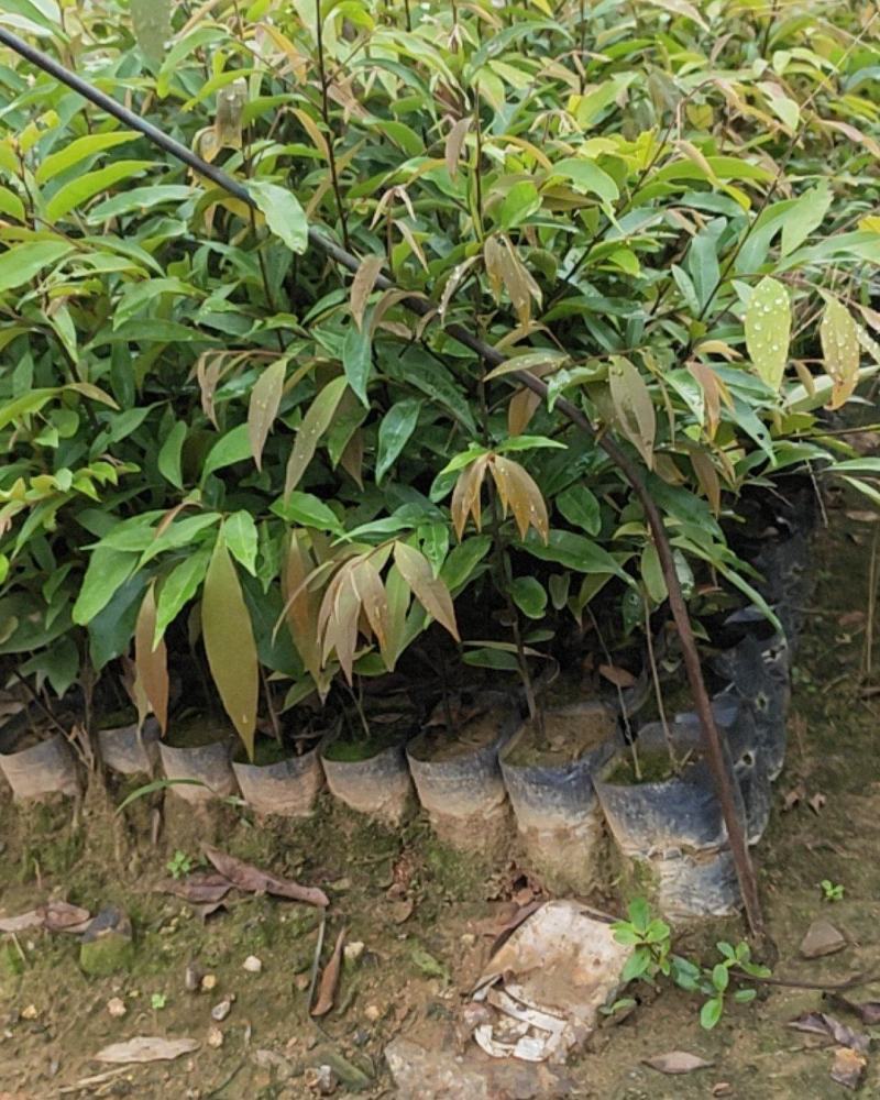 红椎，红椎小苗，红椎袋苗，红椎树苗红椎直批基地