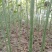 青桐