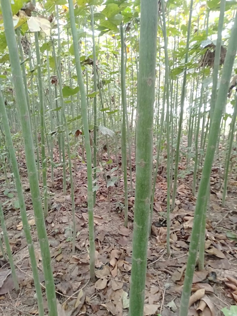青桐
