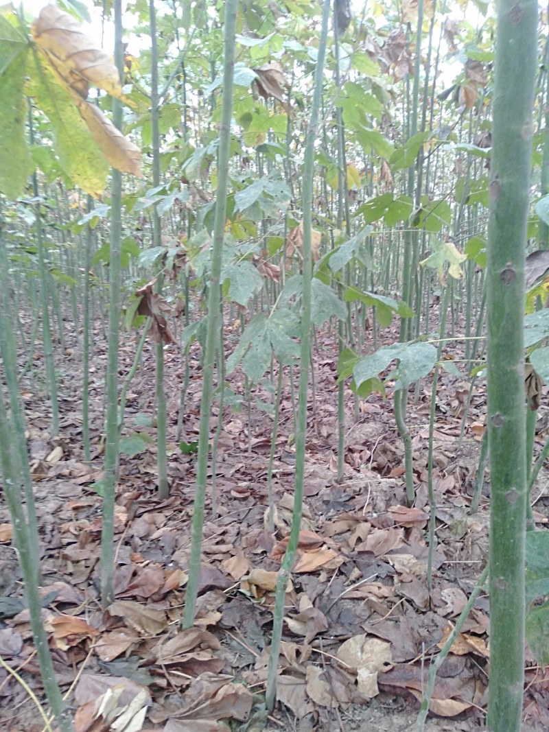 青桐
