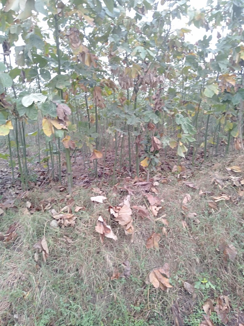 青桐