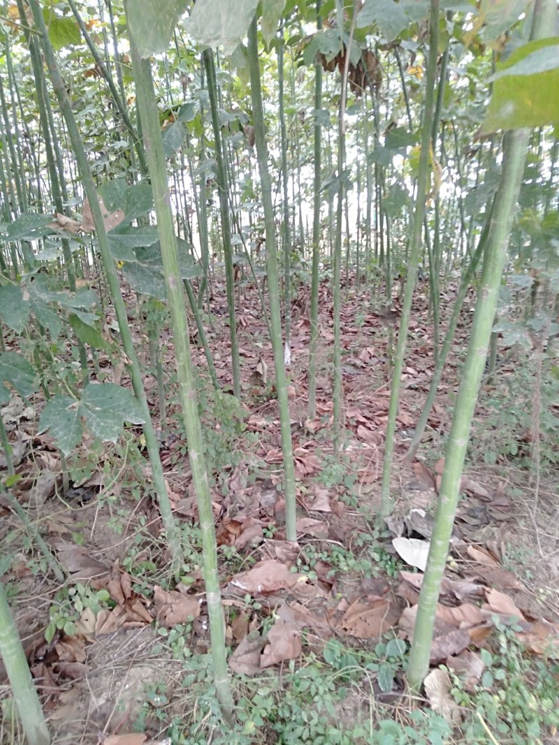 青桐