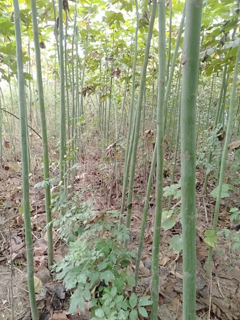 青桐