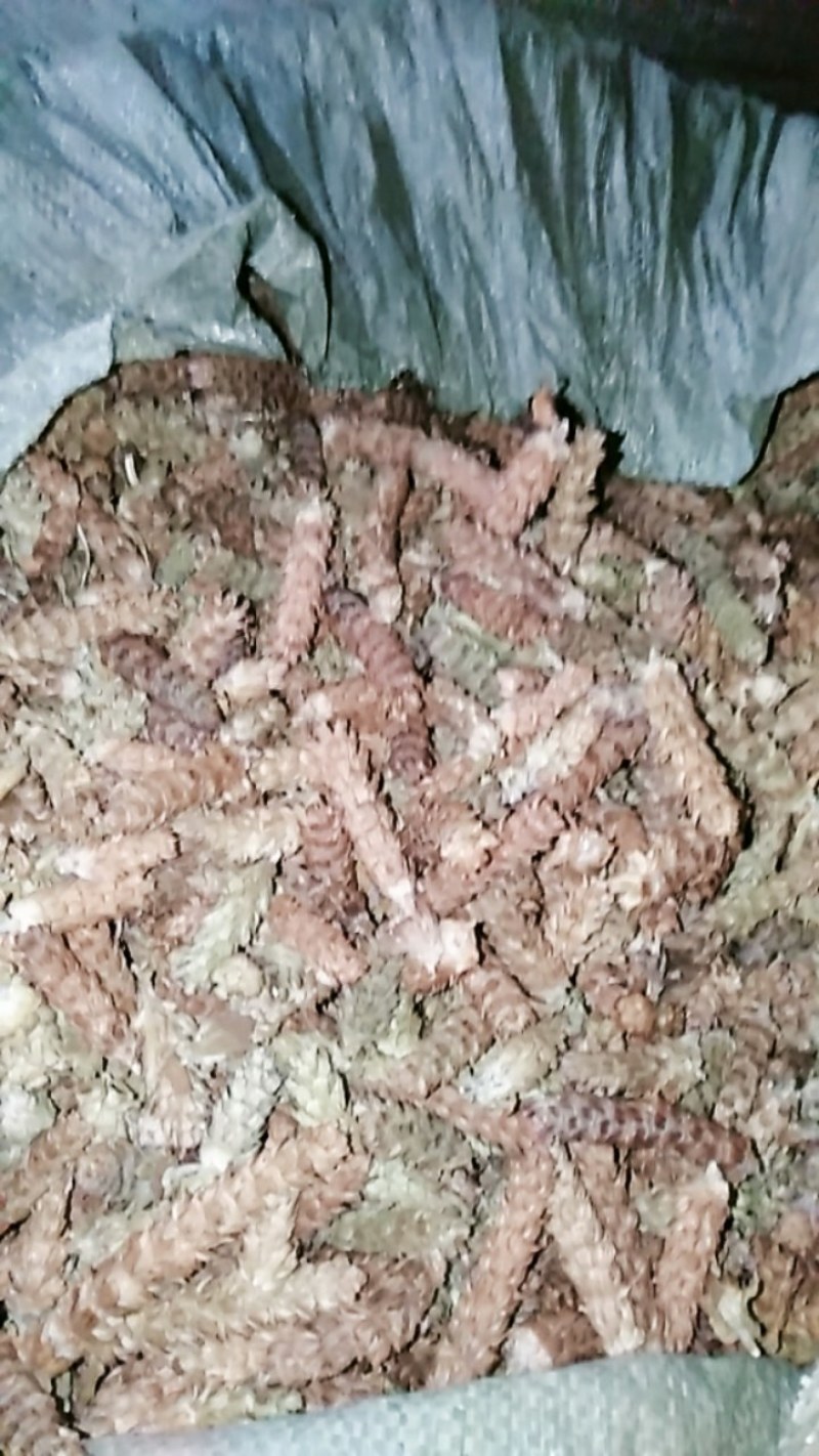 夏枯球