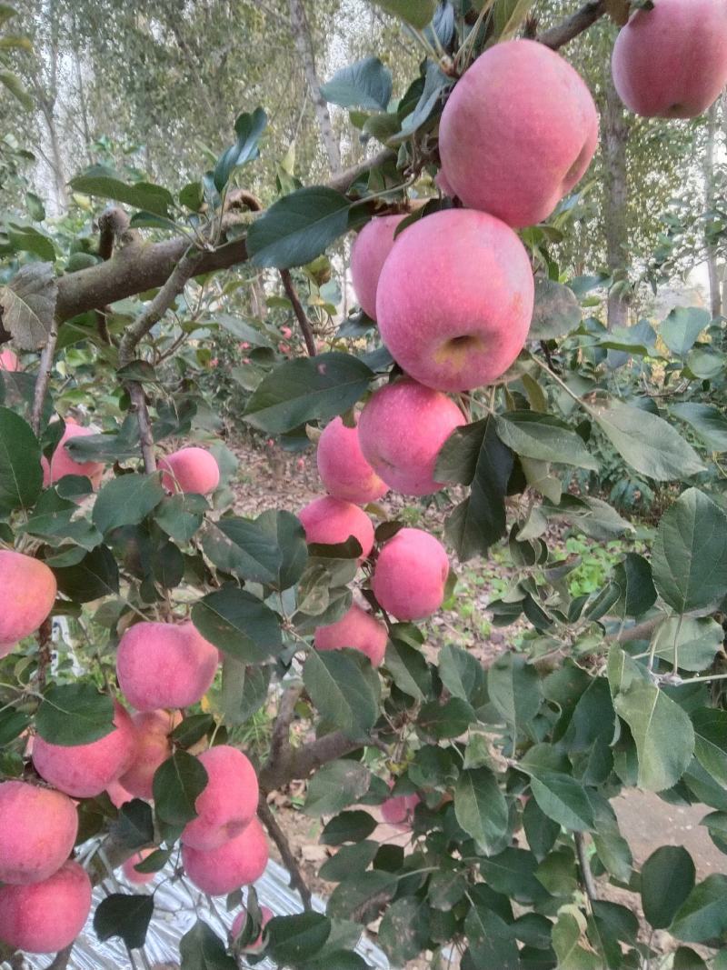 红富士苹果大量上市