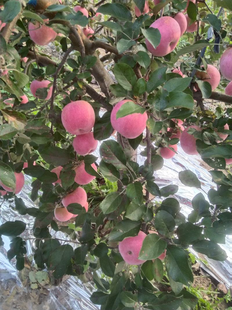 红富士苹果大量上市