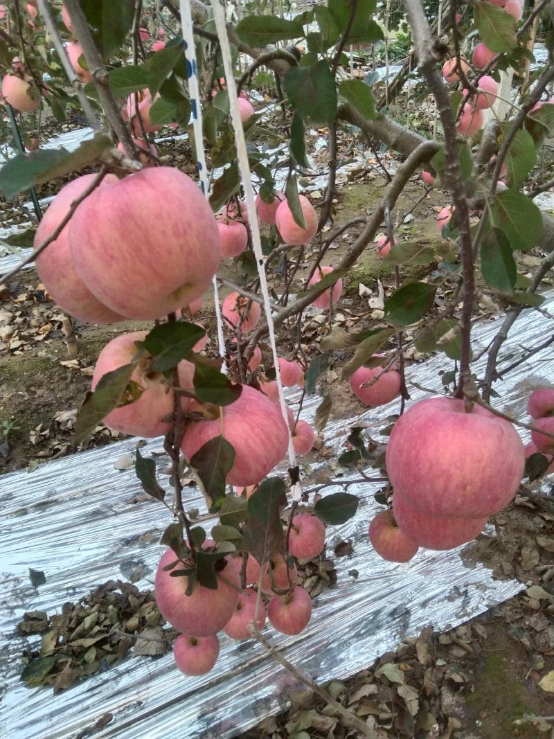 红富士苹果大量上市
