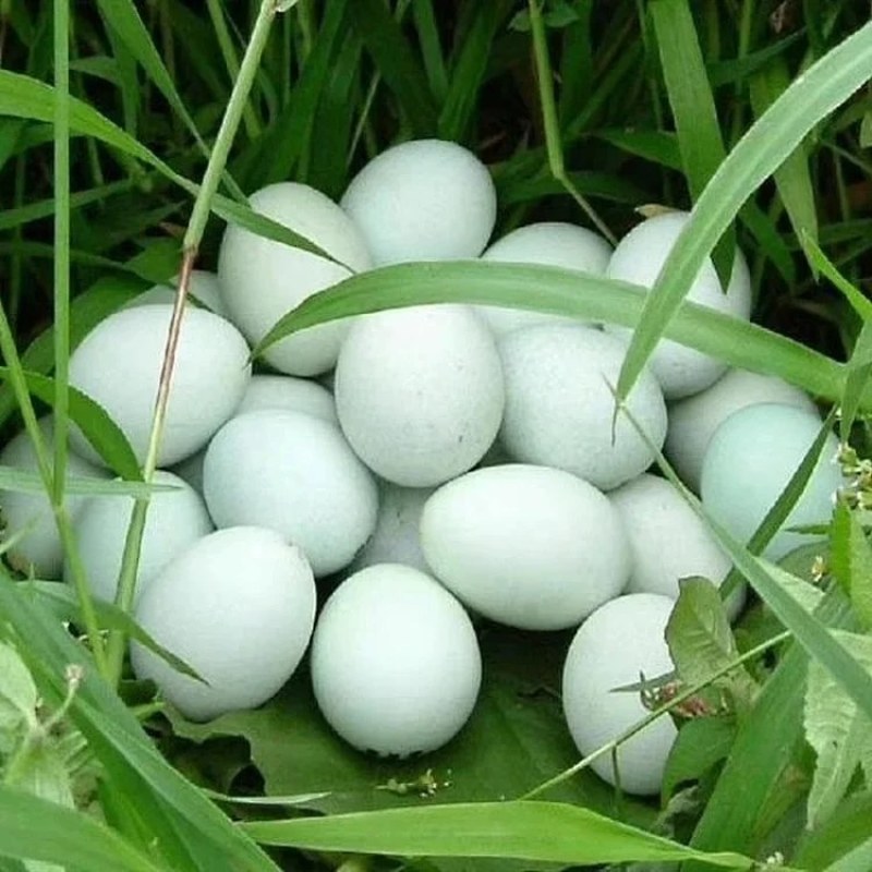 正宗绿壳乌鸡蛋河南特产农家散养乌鸡蛋绿壳蛋蛋黄大蛋