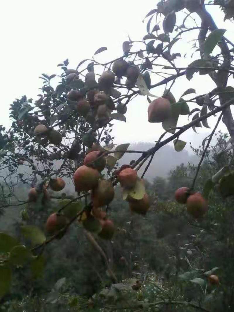 山茶籽油，山茶木梓