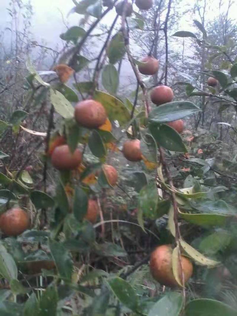 山茶籽油，山茶木梓