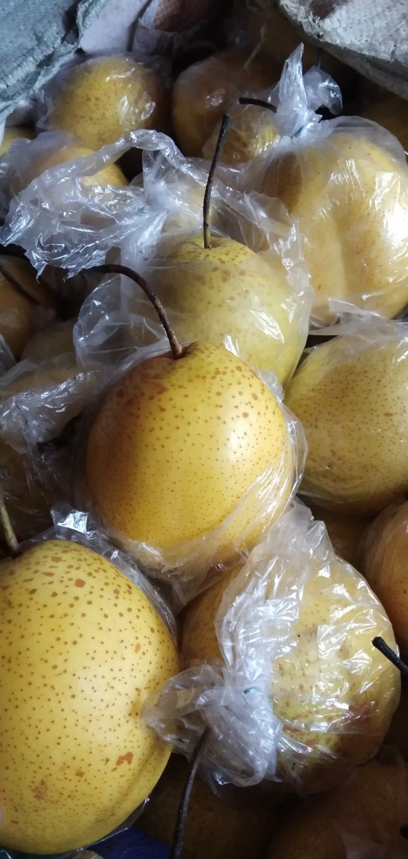 雪花梨小果皮薄肉厚核小脆甜多汁爽口