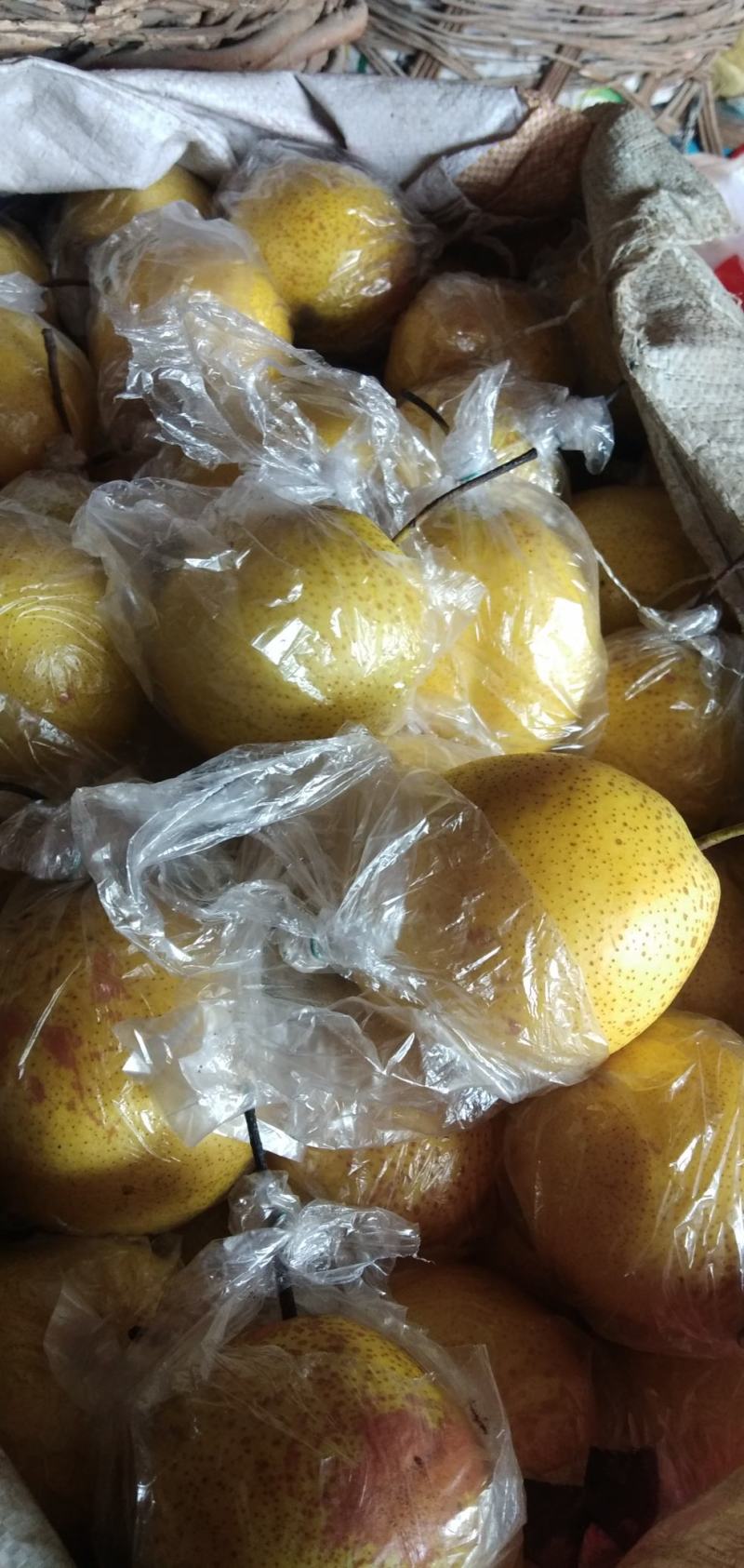 雪花梨小果皮薄肉厚核小脆甜多汁爽口