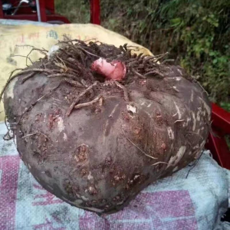 魔芋，秦岭商洛黑皮花魔芋，供应各种规格，欢迎各位老板来电