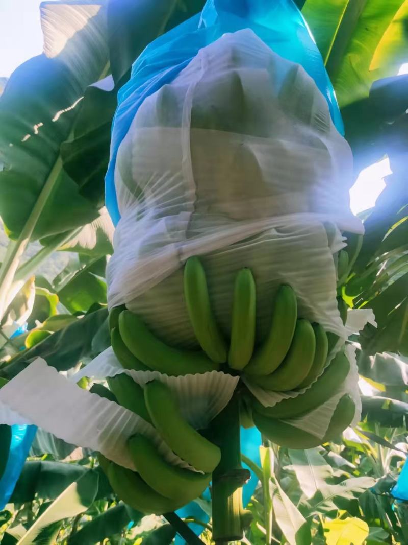 云南香蕉巴西香蕉热带水果一手货源诚信经营