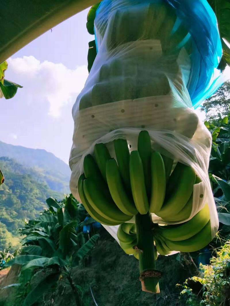云南香蕉巴西香蕉热带水果一手货源诚信经营