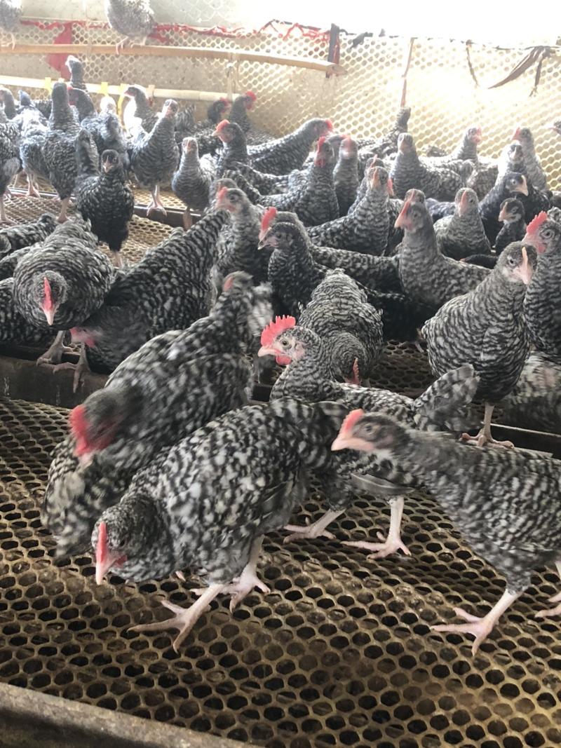 红芦花产蛋母鸡5000只！全国各地发货