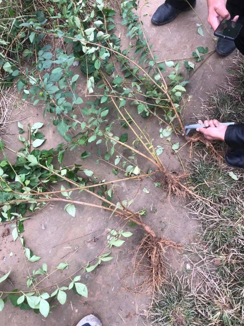 药用连翘苗