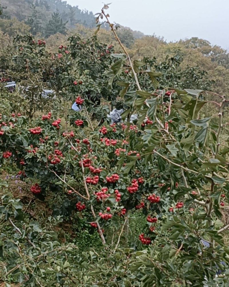 现摘现卖，大山里的，大金星山楂，颜色好。个头均匀