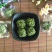 绞股蓝绞股蓝球无硫***精挑细选绞股蓝茶批发零售各种规格