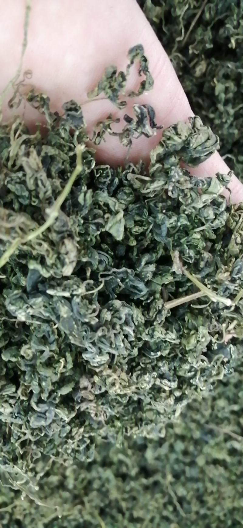 绞股蓝绞股蓝球无硫***精挑细选绞股蓝茶批发零售各种规格