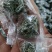 绞股蓝绞股蓝球无硫***精挑细选绞股蓝茶批发零售各种规格