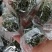 绞股蓝绞股蓝球无硫***精挑细选绞股蓝茶批发零售各种规格