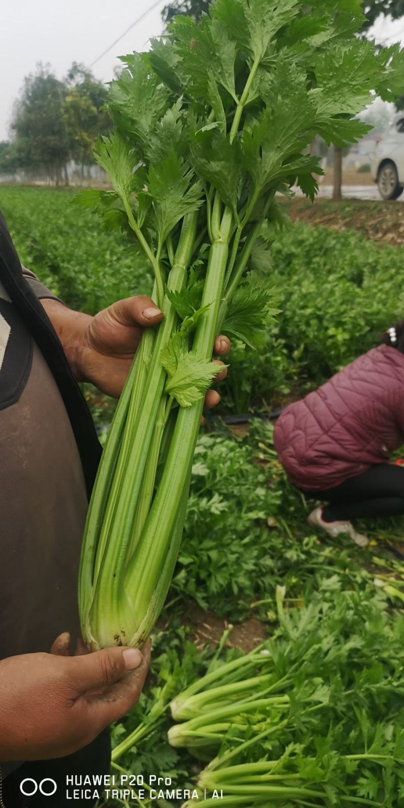 芹菜，法国皇后西芹，大棵菜，产地直销直发