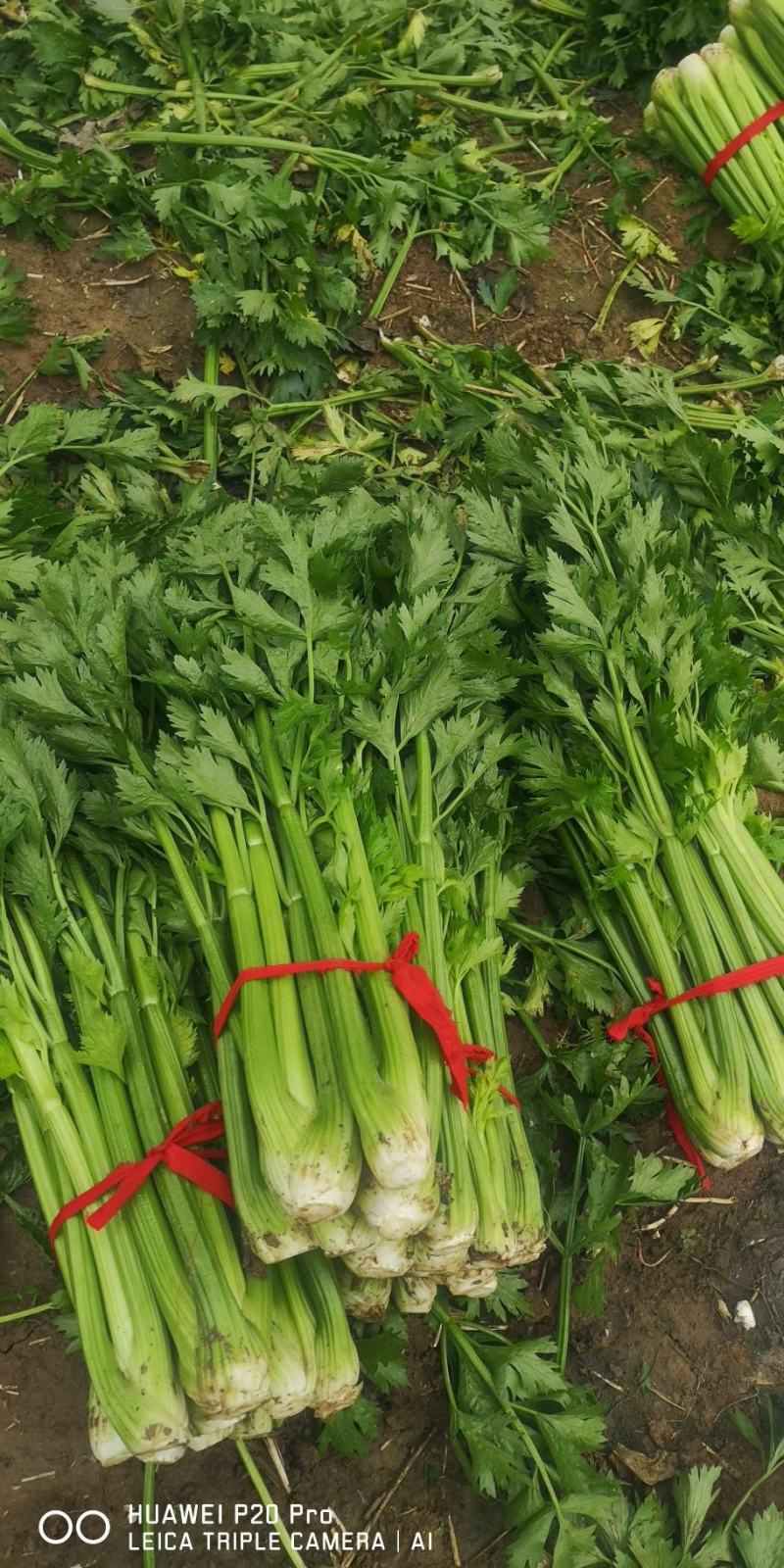 芹菜，法国皇后西芹，大棵菜，产地直销直发
