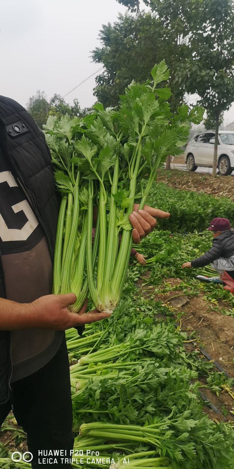 芹菜，法国皇后西芹，大棵菜，产地直销直发
