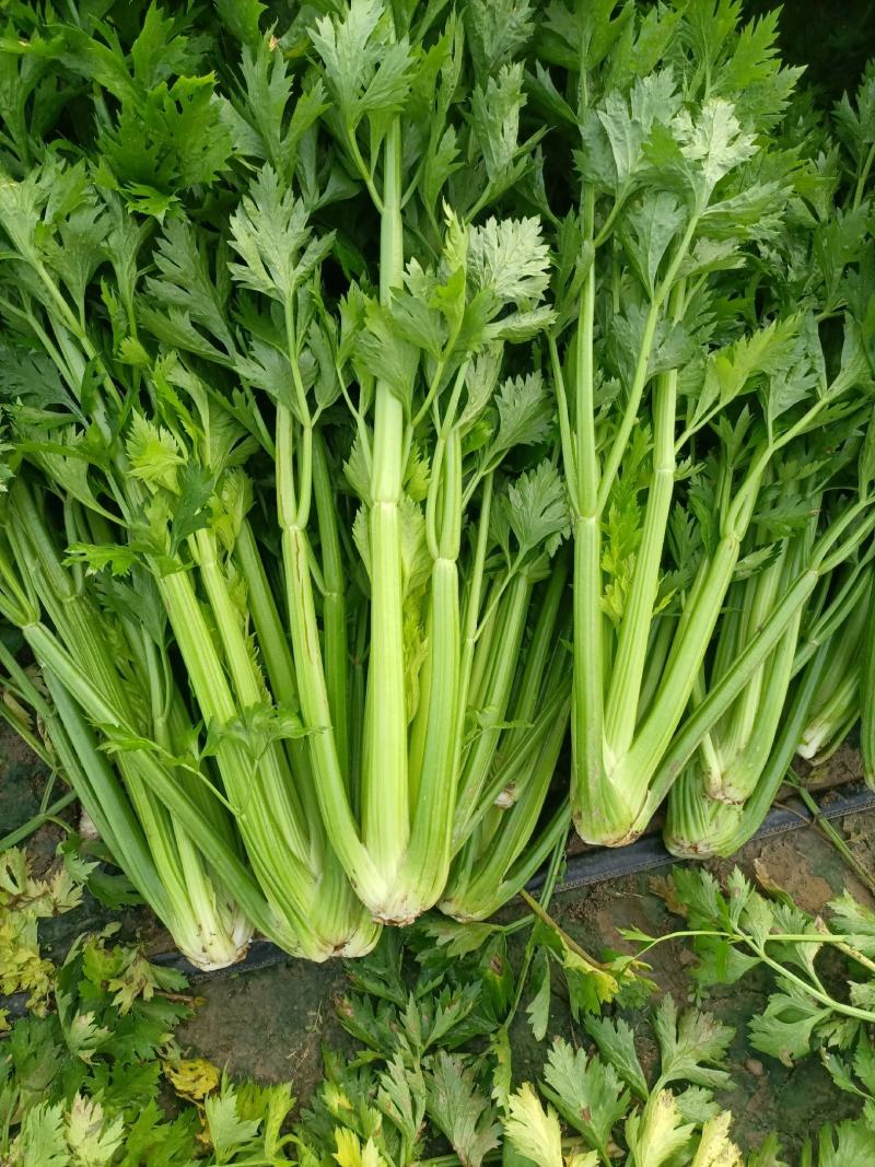 芹菜，法国皇后西芹，大棵菜，产地直销直发