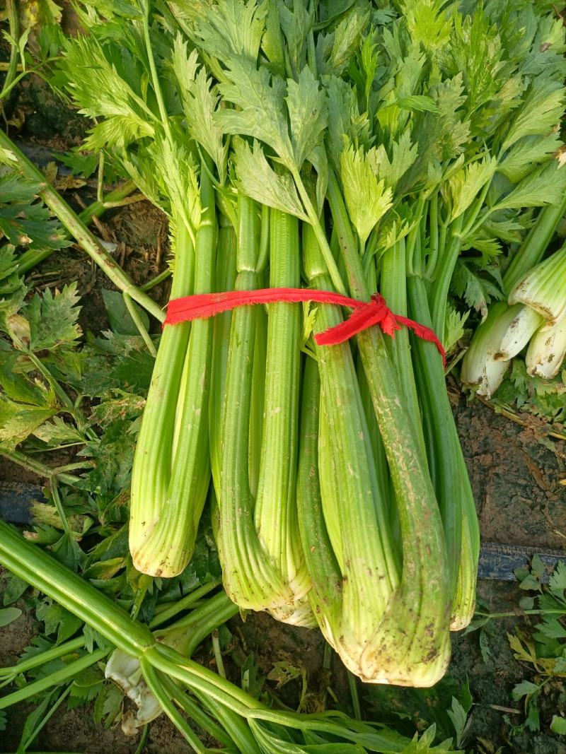 芹菜，法国皇后西芹，大棵菜，产地直销直发