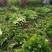 芹菜，法国皇后西芹，大棵菜，产地直销直发