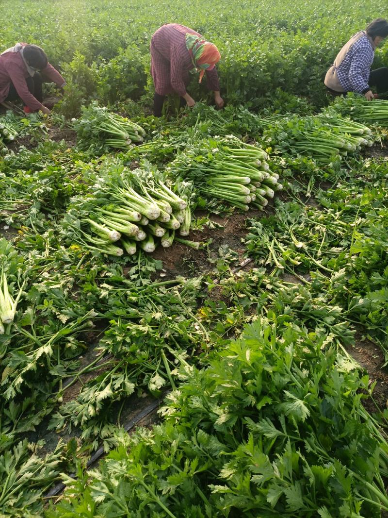 芹菜，法国皇后西芹，大棵菜，产地直销直发