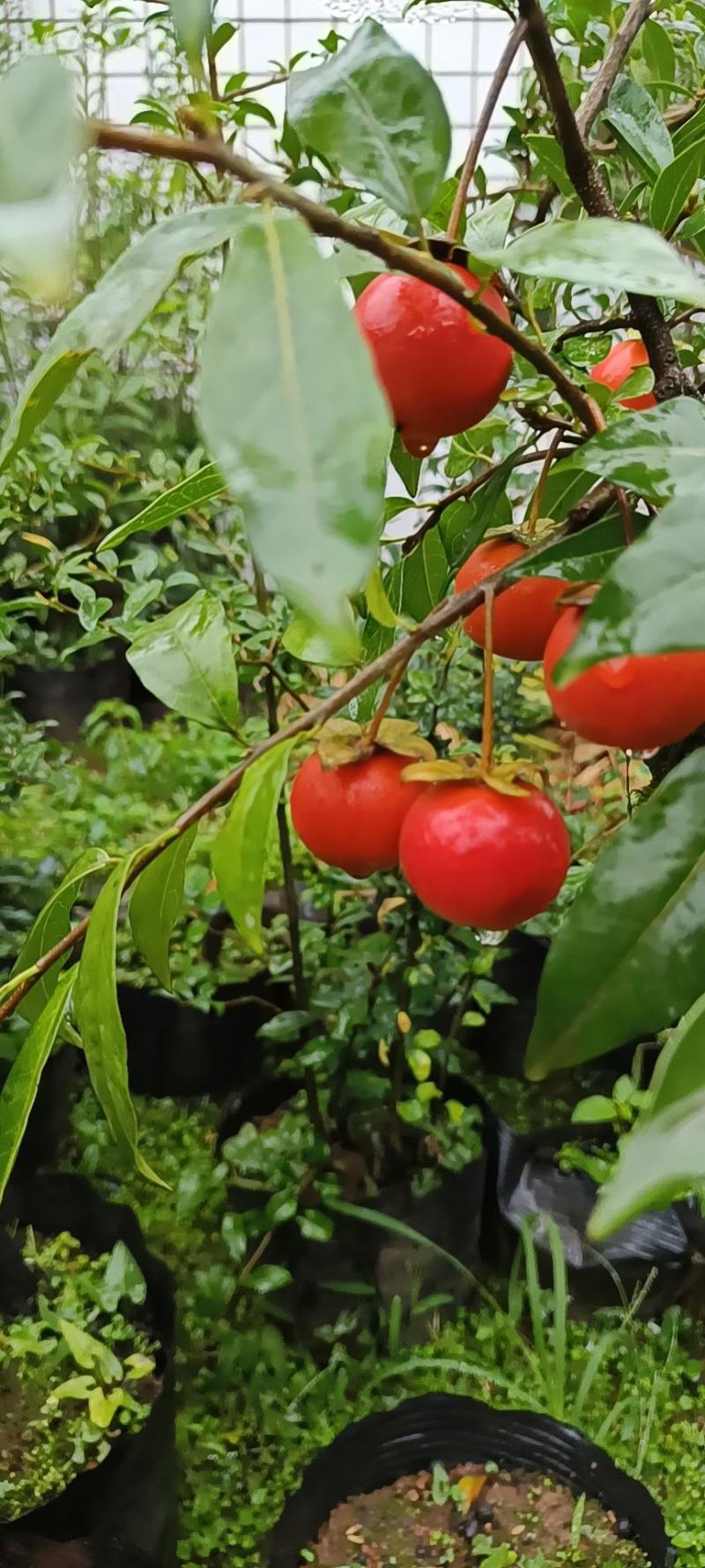 金蛋子小山灌木，生桩，现挖，现发货不包邮