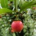 金蛋子小山灌木，生桩，现挖，现发货不包邮