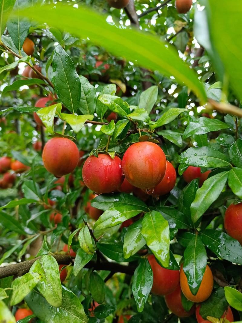 金蛋子小山灌木，生桩，现挖，现发货不包邮