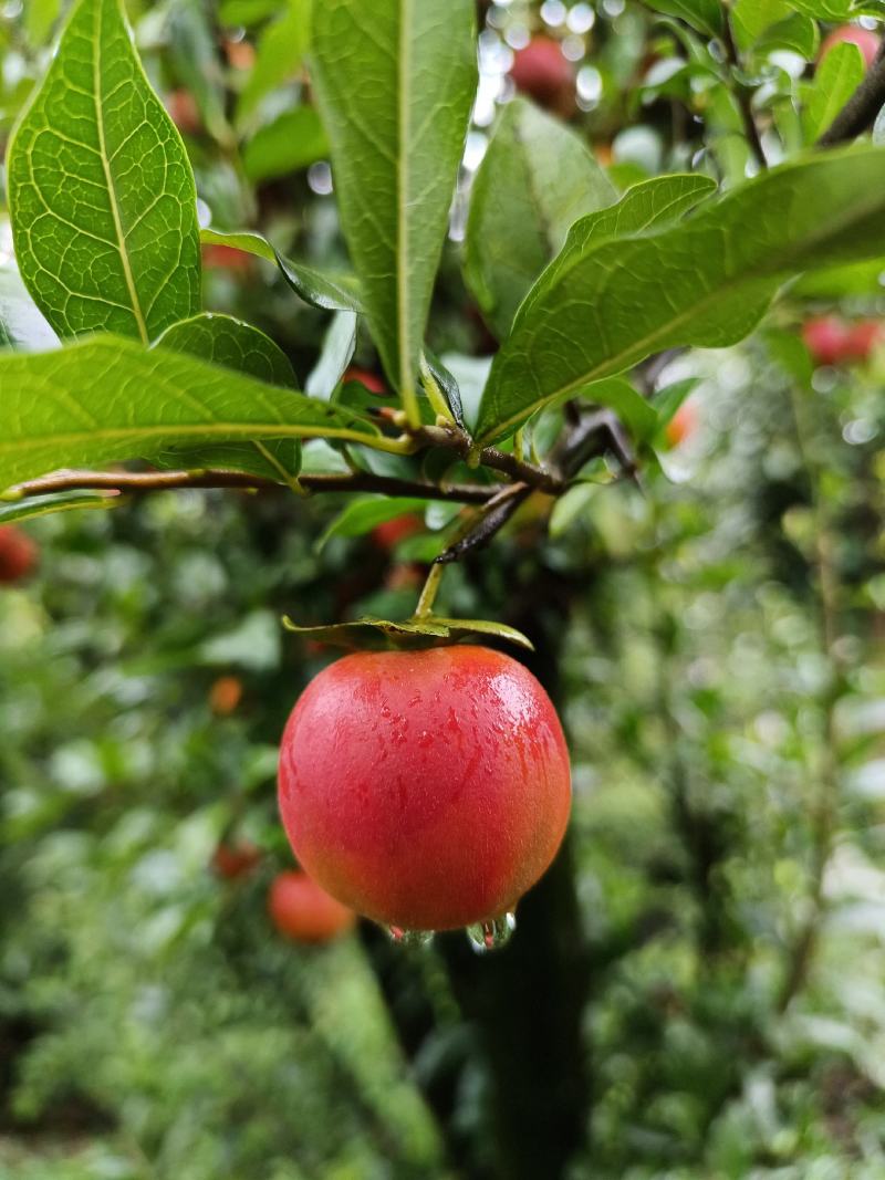 金弹子小山灌木，树桩，提根过桥，不包邮