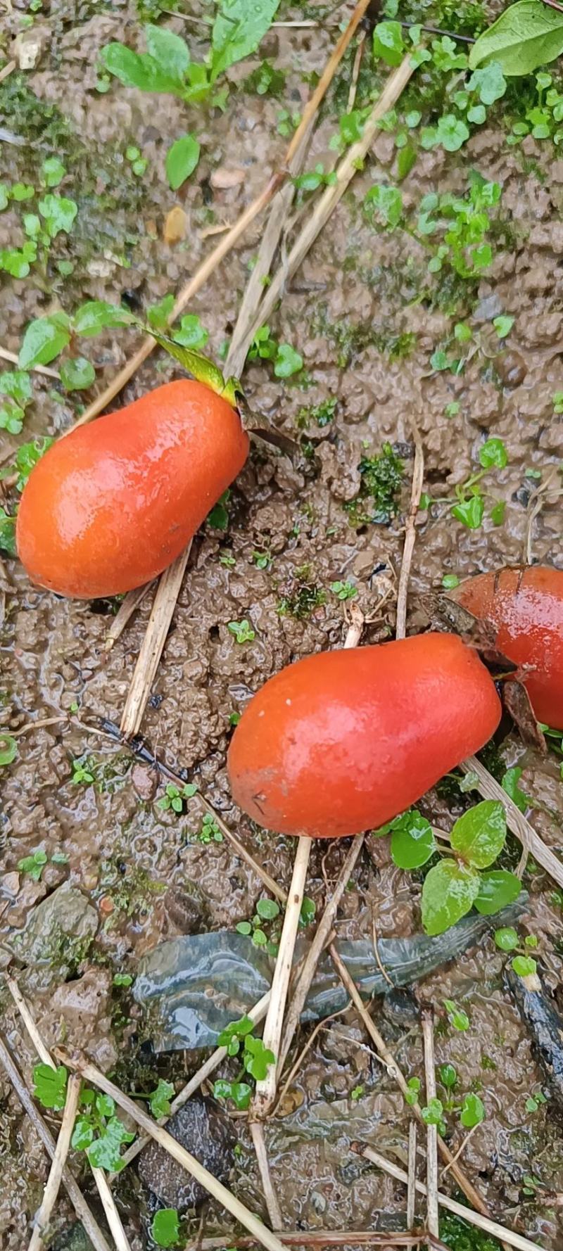 金弹子小山灌木，树桩，提根过桥，不包邮