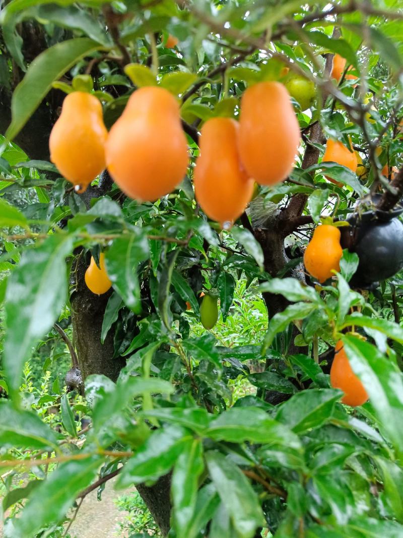金弹子小山灌木，树桩，提根过桥，不包邮