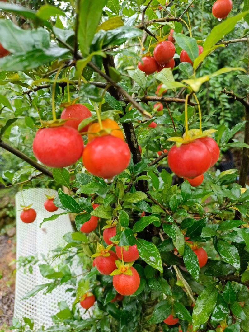 金弹子小山灌木，树桩，提根过桥，不包邮