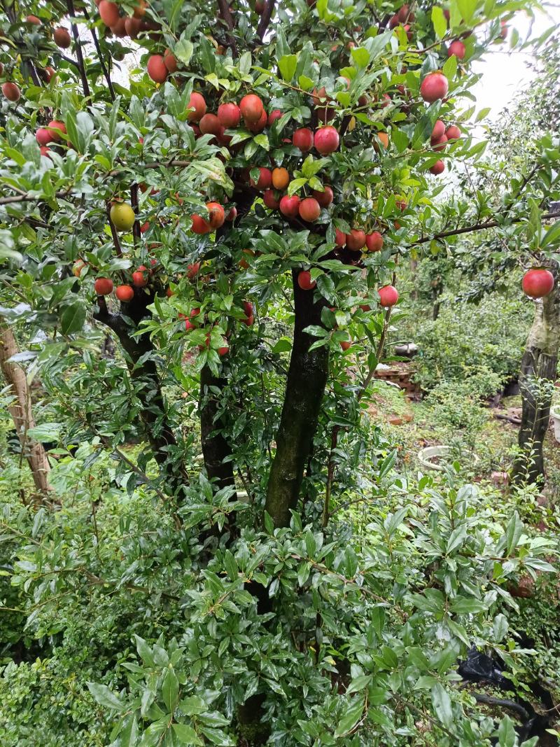 金弹子小山灌木，树桩，提根过桥，不包邮