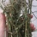 紫花苜蓿草，二茬苜蓿草，