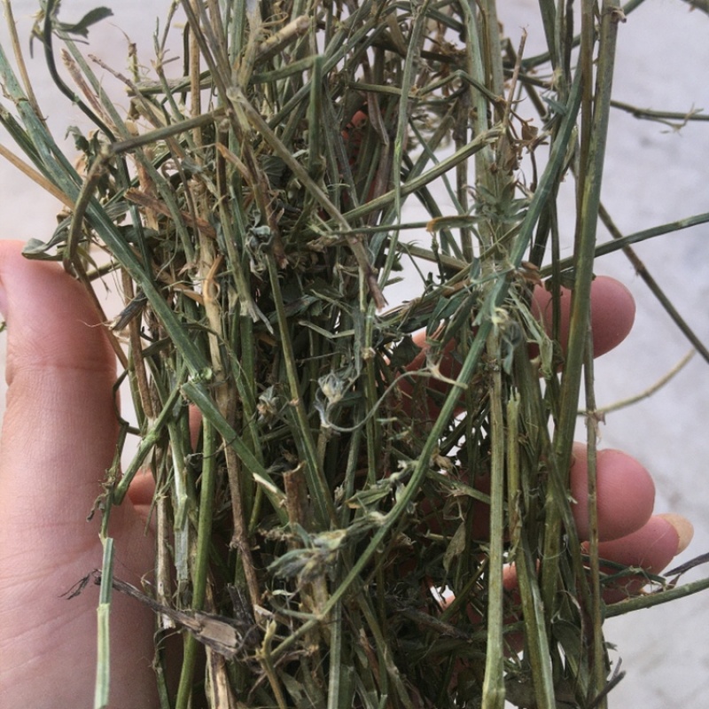 紫花苜蓿草，二茬苜蓿草，